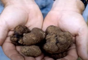 Jornada Técnico Comercial Cappecán : Producción de trufas de Pecán en Georgia, EEUU 31-10-2023