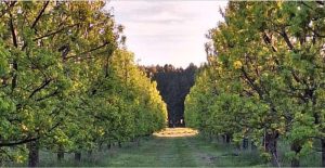 TAREAS EN EL MONTE DE PECÁN: ABRIL