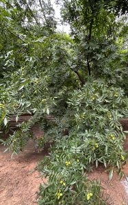 TAREAS EN EL MONTE DE PECAN: FEBRERO