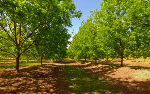 EL MONTE DE PECÁN MES A MES – NOVIEMBRE