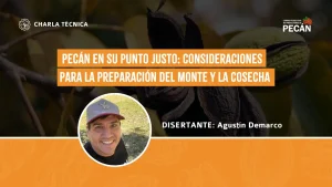Pecán en su punto justo: consideraciones para la preparación del monte y la cosecha 9 de abril 2025