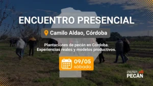 Plantaciones de Pecán en Córdoba: experiencias reales y modelos productivos